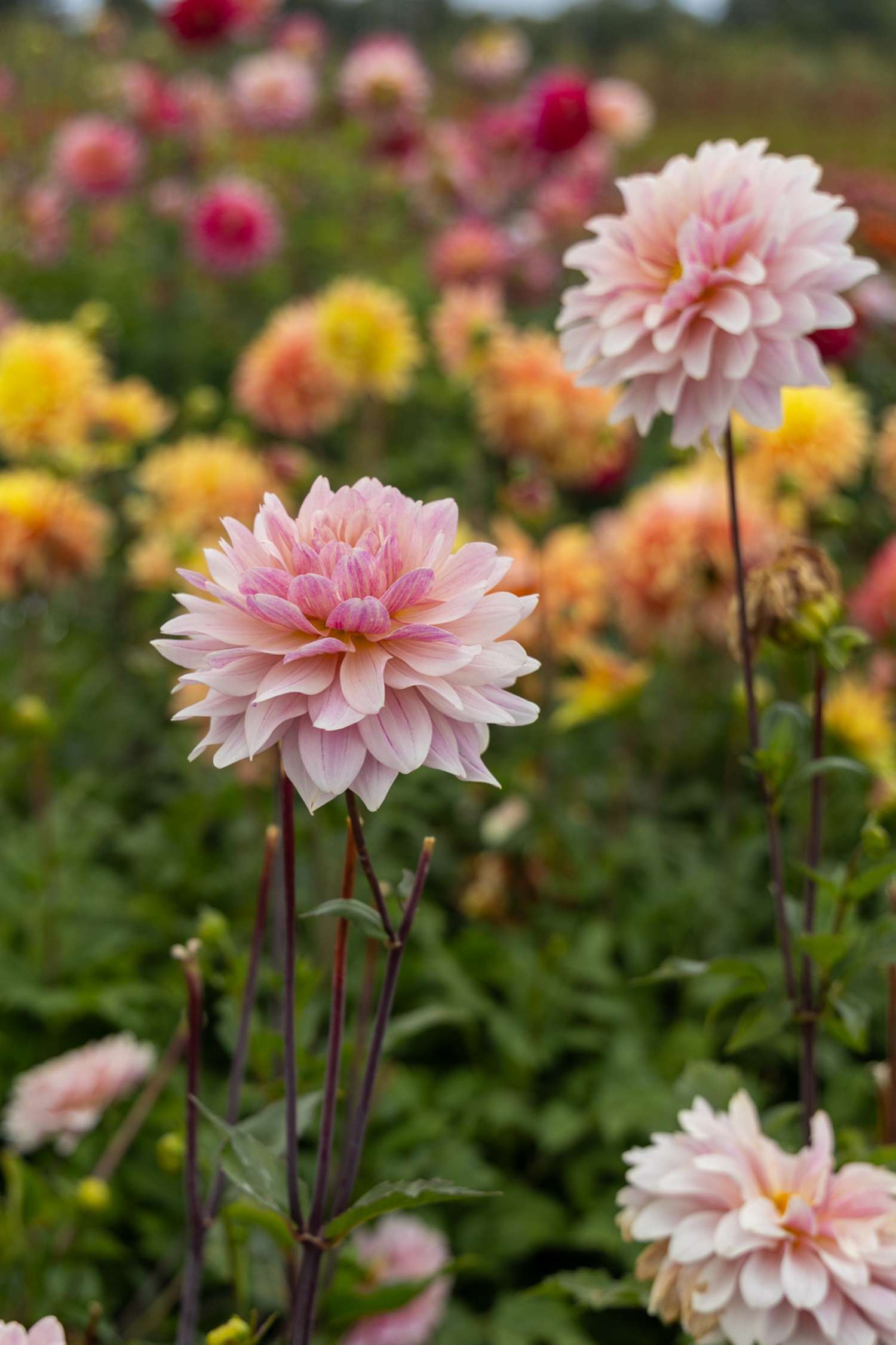Dahlie ‘Glossy Olivia’